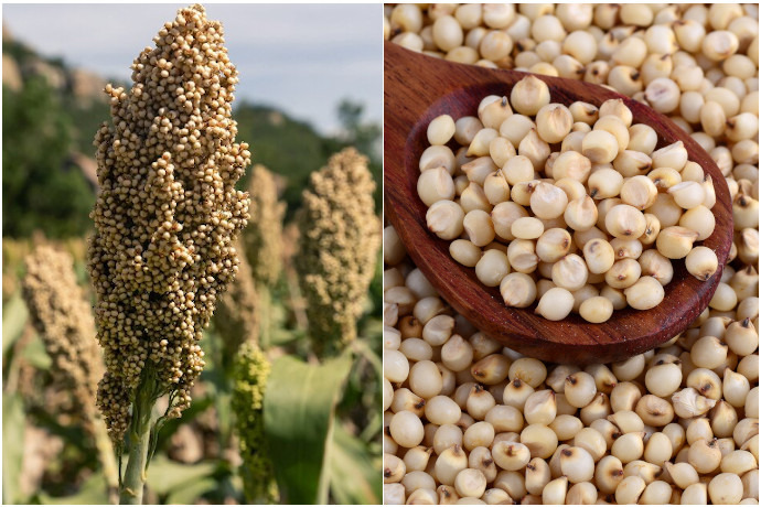 Totul despre sorg - o cereală veche, care revine în atenția producătorilor locali. Ce produse din sorg găsim în Moldova